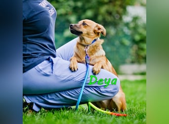 Deya geb. 02/2021 (in Deutschland) - kleine Maus sucht zweite Chance!