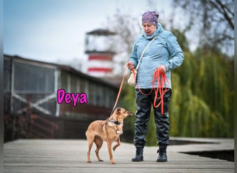Deya geb. 02/2021 (in Deutschland) - kleine Maus sucht zweite Chance!