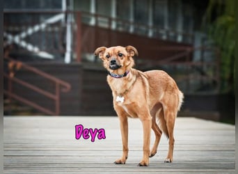 Deya geb. 02/2021 (in Deutschland) - kleine Maus sucht zweite Chance!