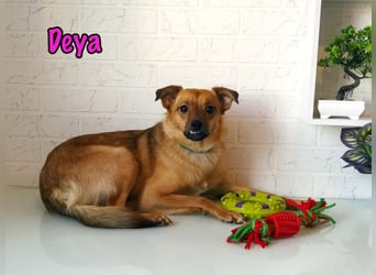 Deya geb. 02/2021 (in Deutschland) - kleine Maus sucht zweite Chance!