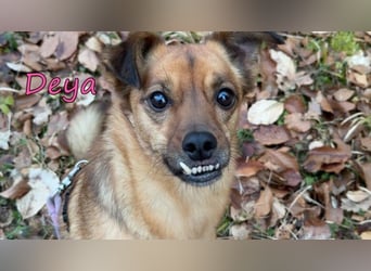 Deya geb. 02/2021 (in Deutschland) - kleine Maus sucht zweite Chance!