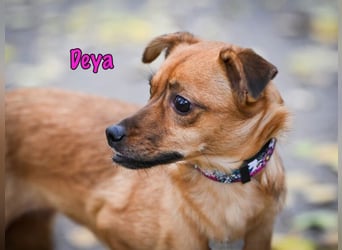 Deya geb. 02/2021 (in Deutschland) - kleine Maus sucht zweite Chance!