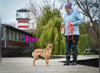 Deya geb. 02/2021 (in Deutschland) - kleine Maus sucht zweite Chance!
