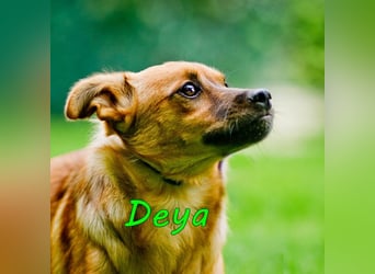 Deya geb. 02/2021 (in Deutschland) - kleine Maus sucht zweite Chance!