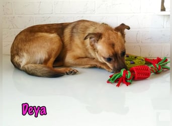 Deya geb. 02/2021 (in Deutschland) - kleine Maus sucht zweite Chance!