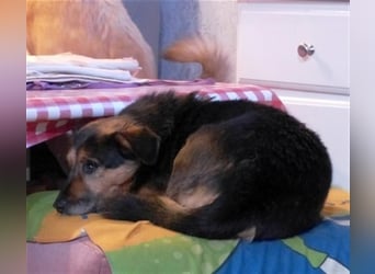 Klara - fröhliche, kleine Dame sucht Plätzchen auf dem Sofa