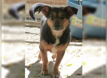 Klara - fröhliche, kleine Dame sucht Plätzchen auf dem Sofa