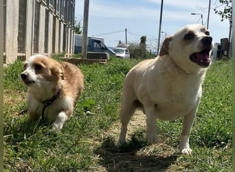 Milva & Elvis -kleine Herzensbrecher warten im Tierpflegenest in 71522 Backnang