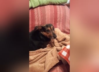 Klara - fröhliche, kleine Dame sucht Plätzchen auf dem Sofa