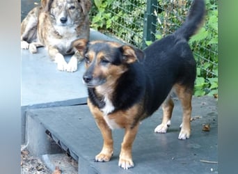 Klara - fröhliche, kleine Dame sucht Plätzchen auf dem Sofa