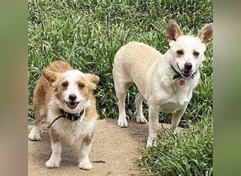 Milva & Elvis -kleine Herzensbrecher warten im Tierpflegenest in 71522 Backnang