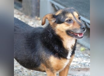 Klara - fröhliche, kleine Dame sucht Plätzchen auf dem Sofa