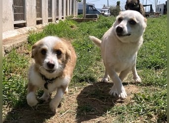 Milva & Elvis -kleine Herzensbrecher warten im Tierpflegenest in 71522 Backnang