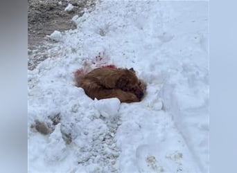 *Handicap* - blinder Zorro liebt Menschen sehr