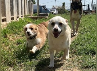 Milva & Elvis -kleine Herzensbrecher warten im Tierpflegenest in 71522 Backnang