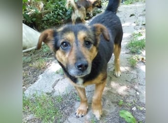 Klara - fröhliche, kleine Dame sucht Plätzchen auf dem Sofa