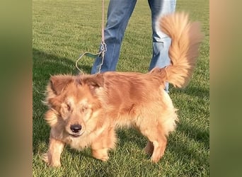 *Handicap* - blinder Zorro liebt Menschen sehr