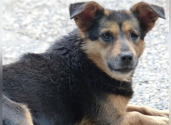 Klara - fröhliche, kleine Dame sucht Plätzchen auf dem Sofa