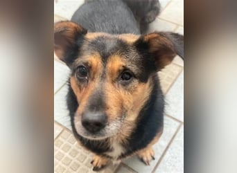 Klara - fröhliche, kleine Dame sucht Plätzchen auf dem Sofa