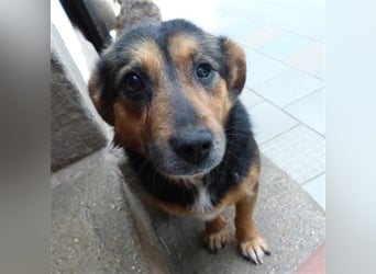 Klara - fröhliche, kleine Dame sucht Plätzchen auf dem Sofa