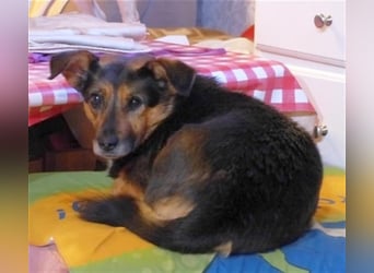 Klara - fröhliche, kleine Dame sucht Plätzchen auf dem Sofa