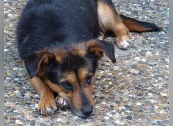 Klara - fröhliche, kleine Dame sucht Plätzchen auf dem Sofa