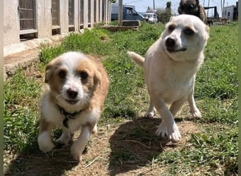 Milva & Elvis -kleine Herzensbrecher warten im Tierpflegenest in 71522 Backnang