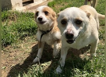 Milva & Elvis -kleine Herzensbrecher warten im Tierpflegenest in 71522 Backnang