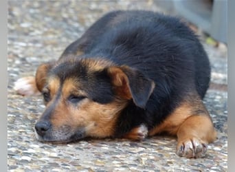Klara - fröhliche, kleine Dame sucht Plätzchen auf dem Sofa