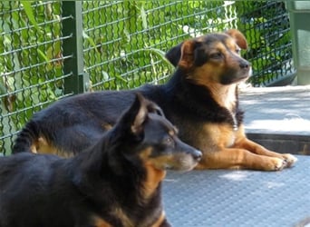 Klara - fröhliche, kleine Dame sucht Plätzchen auf dem Sofa