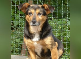 Klara - fröhliche, kleine Dame sucht Plätzchen auf dem Sofa