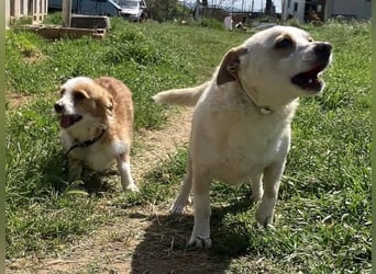 Milva & Elvis -kleine Herzensbrecher warten im Tierpflegenest in 71522 Backnang