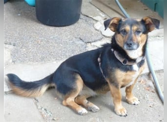 Klara - fröhliche, kleine Dame sucht Plätzchen auf dem Sofa