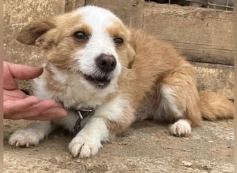 Milva & Elvis -kleine Herzensbrecher warten im Tierpflegenest in 71522 Backnang