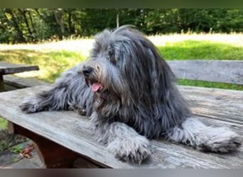 Filu, ein sensibler und treuer Begleiter sucht noch einmal ein Zuhause