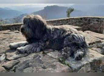 Filu, ein sensibler und treuer Begleiter sucht noch einmal ein Zuhause