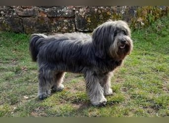 Filu, ein sensibler und treuer Begleiter sucht noch einmal ein Zuhause