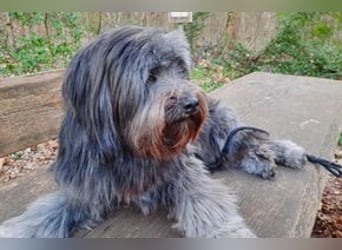 Filu, ein sensibler und treuer Begleiter sucht noch einmal ein Zuhause