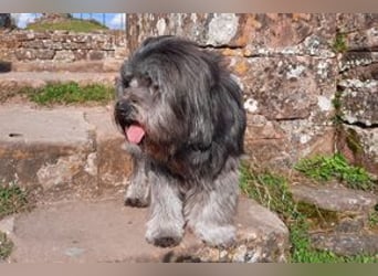 Filu, ein sensibler und treuer Begleiter sucht noch einmal ein Zuhause