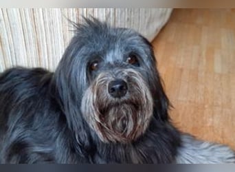 Filu, ein sensibler und treuer Begleiter sucht noch einmal ein Zuhause