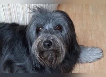 Filu, ein sensibler und treuer Begleiter sucht noch einmal ein Zuhause