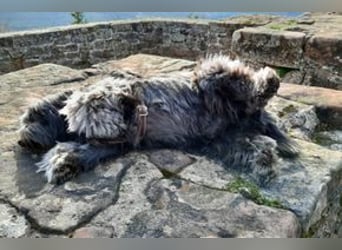 Filu, ein sensibler und treuer Begleiter sucht noch einmal ein Zuhause