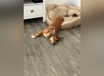 Süße NIUSCHA sucht eine nette Familie