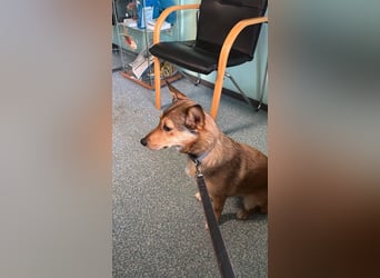 Süße NIUSCHA sucht eine nette Familie