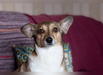 Kleine Maus LANA ist ein Schatz für jeden Besitzer