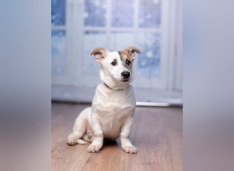 Umsichtiger REX bleibt gerne bei Menschen