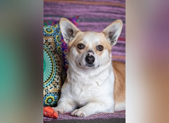 Lustige PEPPA sucht eine aktive Familie