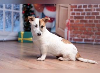 Umsichtiger REX bleibt gerne bei Menschen