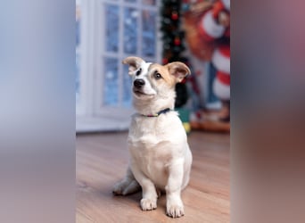 Umsichtiger REX bleibt gerne bei Menschen