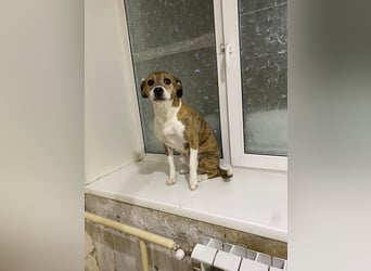 Freundlicher Tito sucht seine Familie